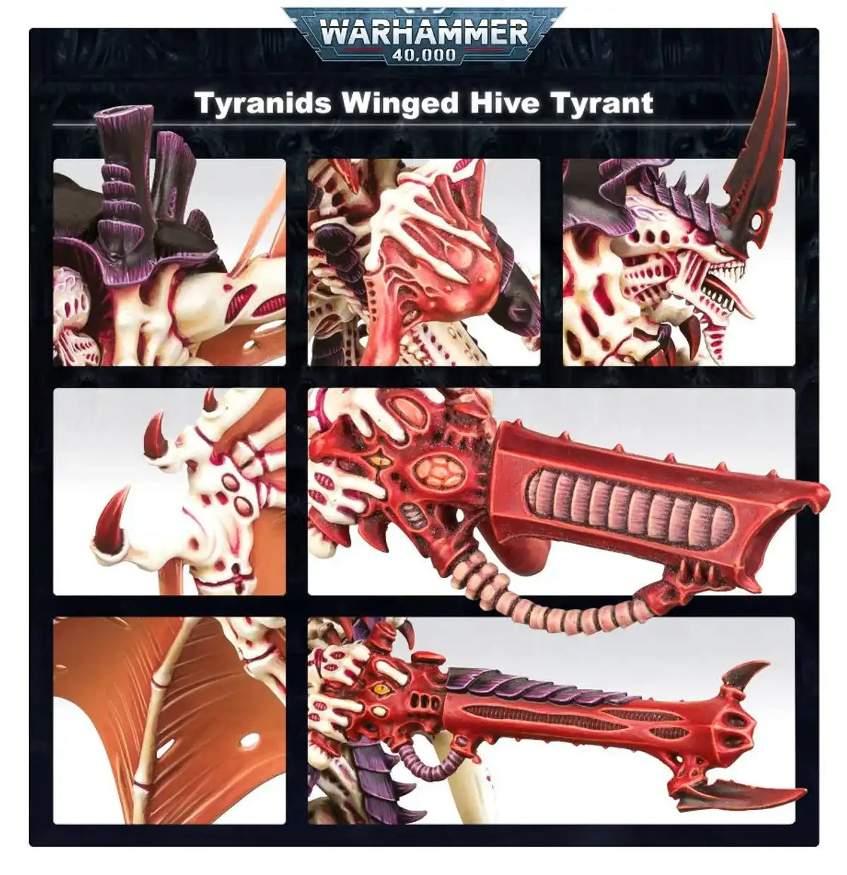 Tyranides : Tyran des ruches ailé
