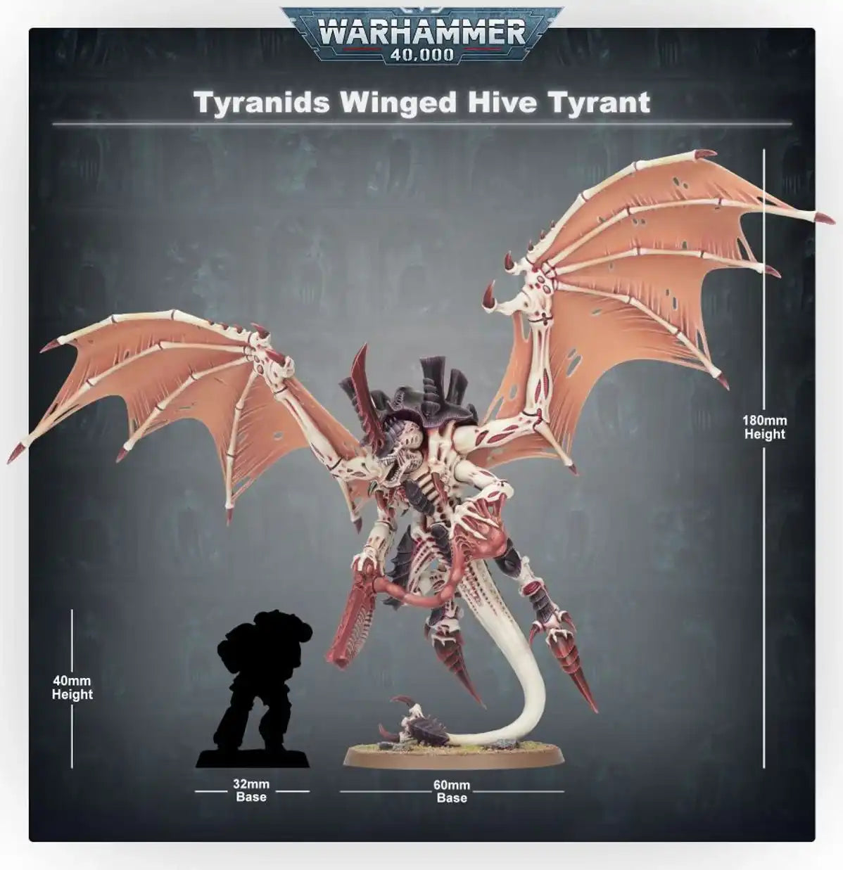 Tyranides : Tyran des ruches ailé
